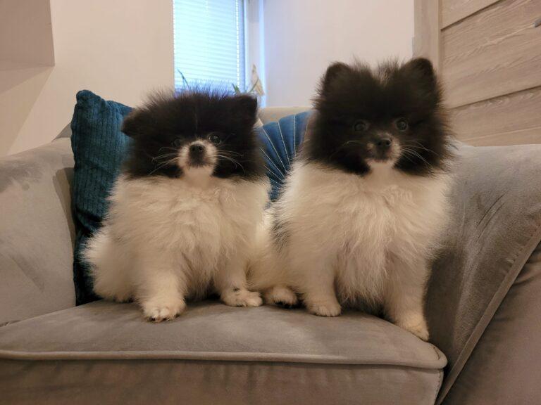 301768203 3218514825070781 2588220220925961540 n