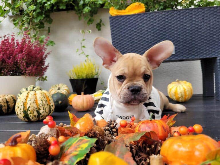 Hodowla Buldog francuski Książęca Zagroda B.F. 6 307194595 3236010746654522 3542019760756248234 n