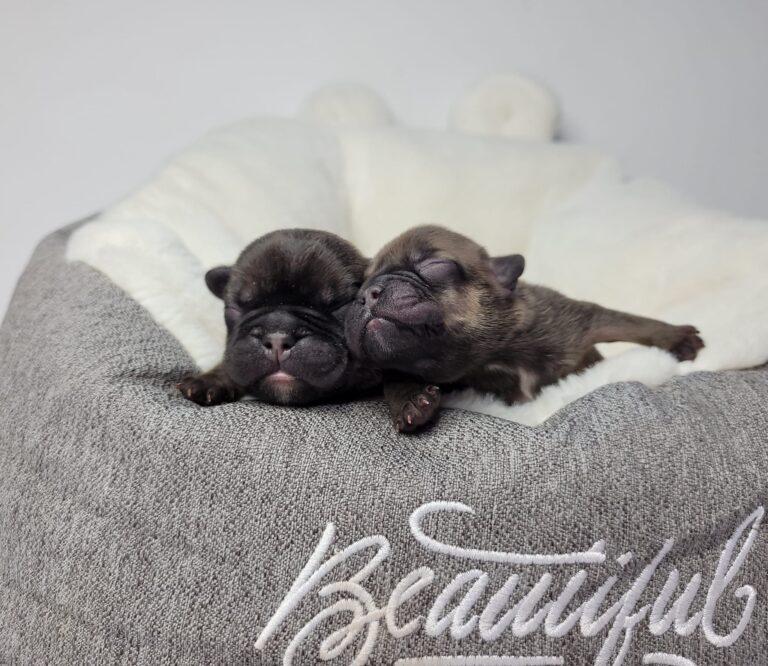 307280799 3236176933304570 944560045311574635 n