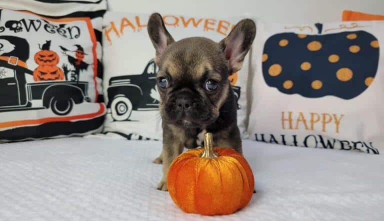 Hodowla Buldog francuski Książęca Zagroda B.F. 3 311697056 3274621386126791 5909377904538629235 n