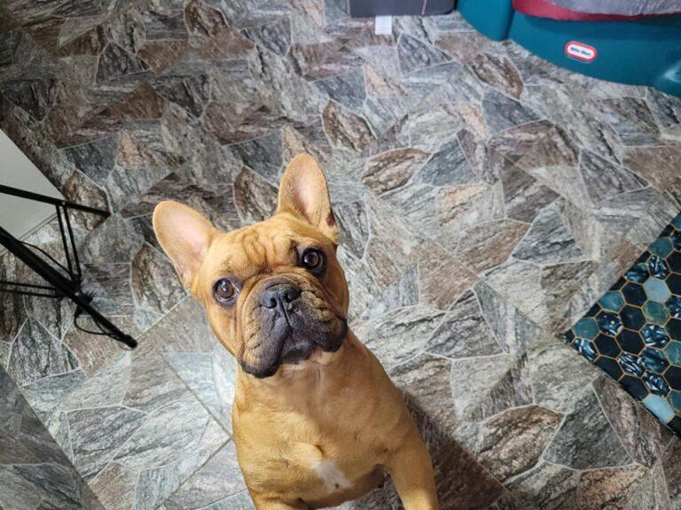 Hodowla Buldog francuski Książęca Zagroda B.F. 4 311716916 3273801589542104 166539954480131306 n