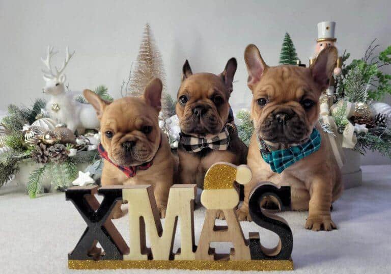 319553205 528749439186738 1784401370976339418 n