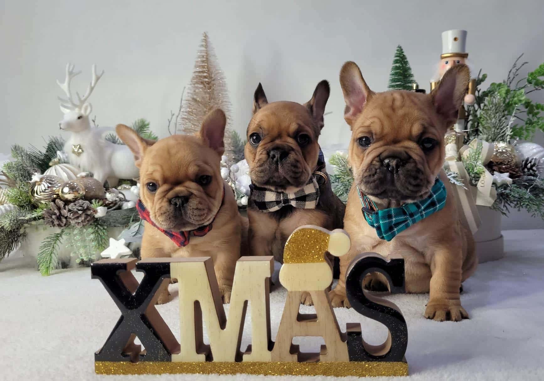 319553205 528749439186738 1784401370976339418 n