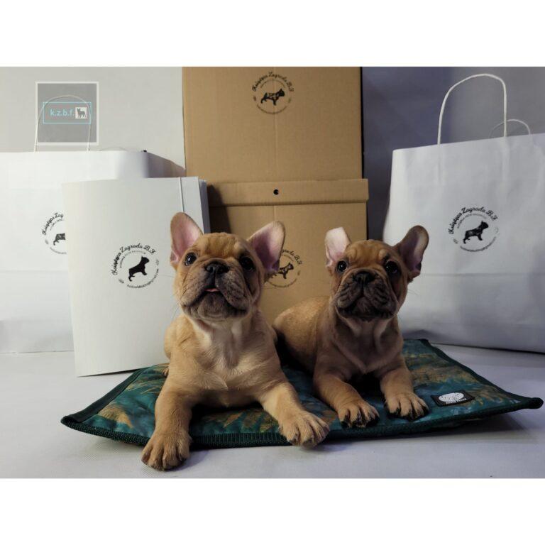 322252205 883384656414258 4644936987400903186 n