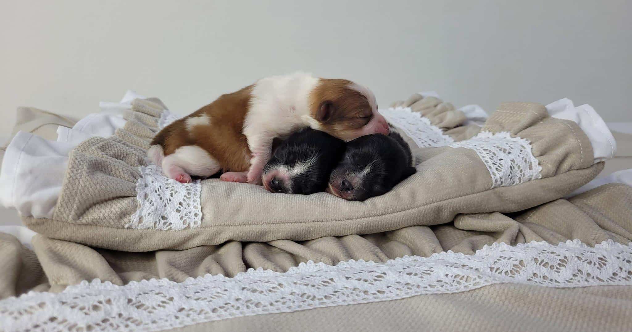 324879294 1382326535913769 6869885448297733691 n