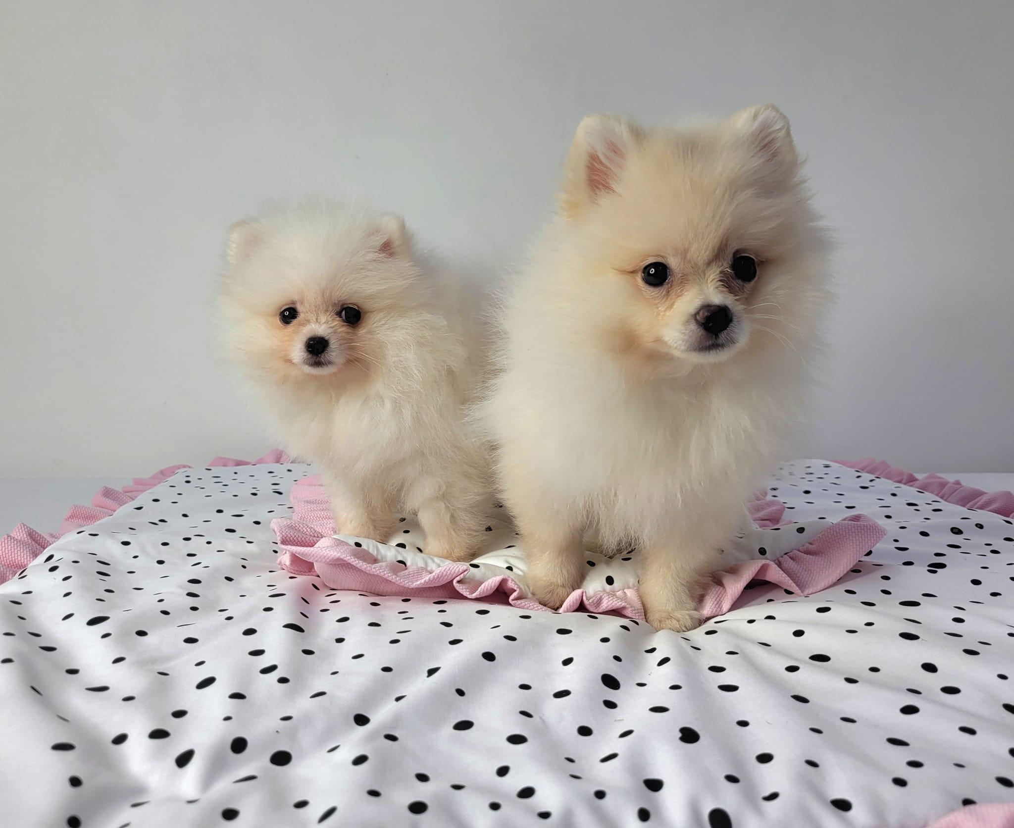 326128822 1211450296141024 4791404182376667783 n