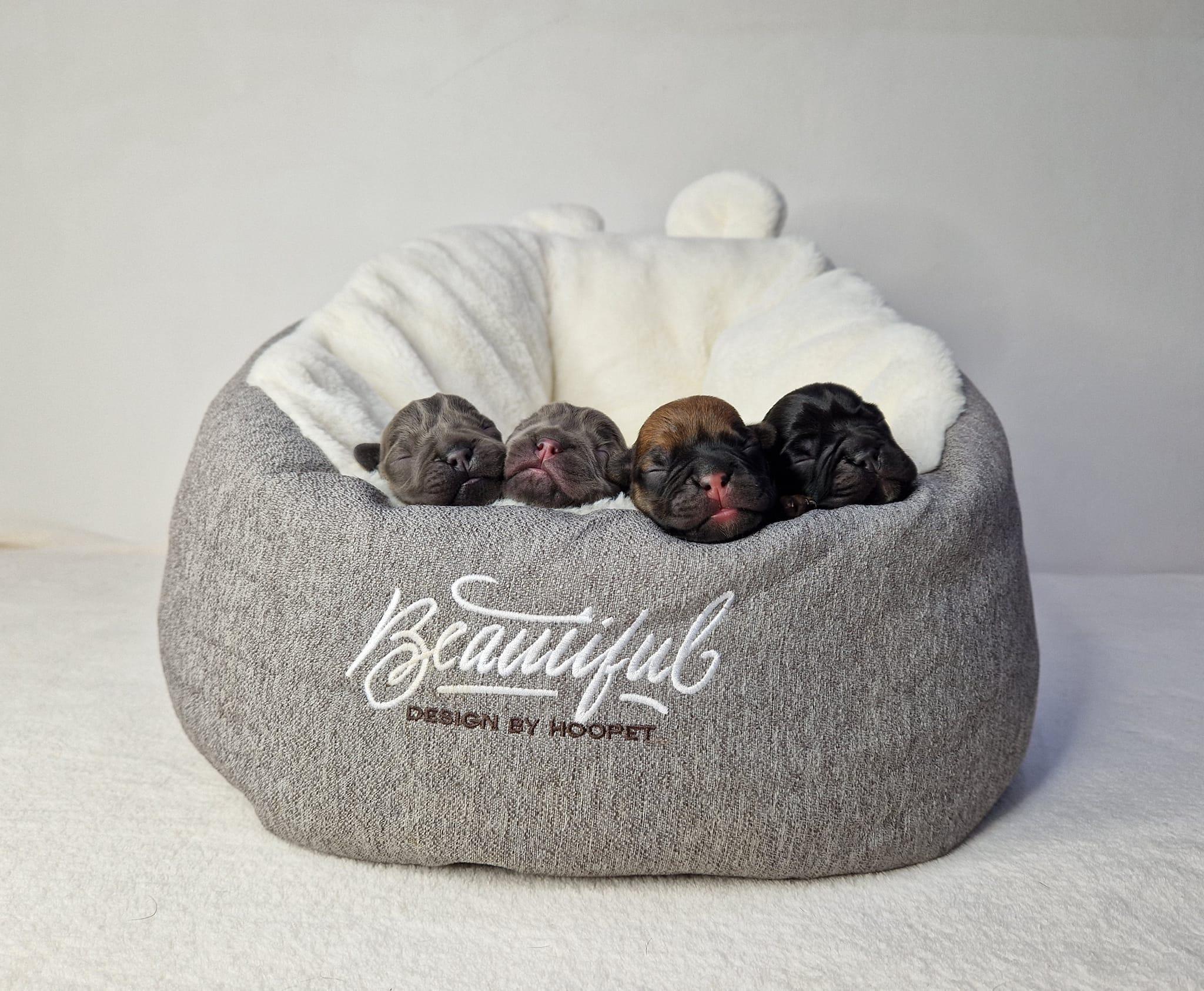 331759232 498553838945987 5543136145773334791 n