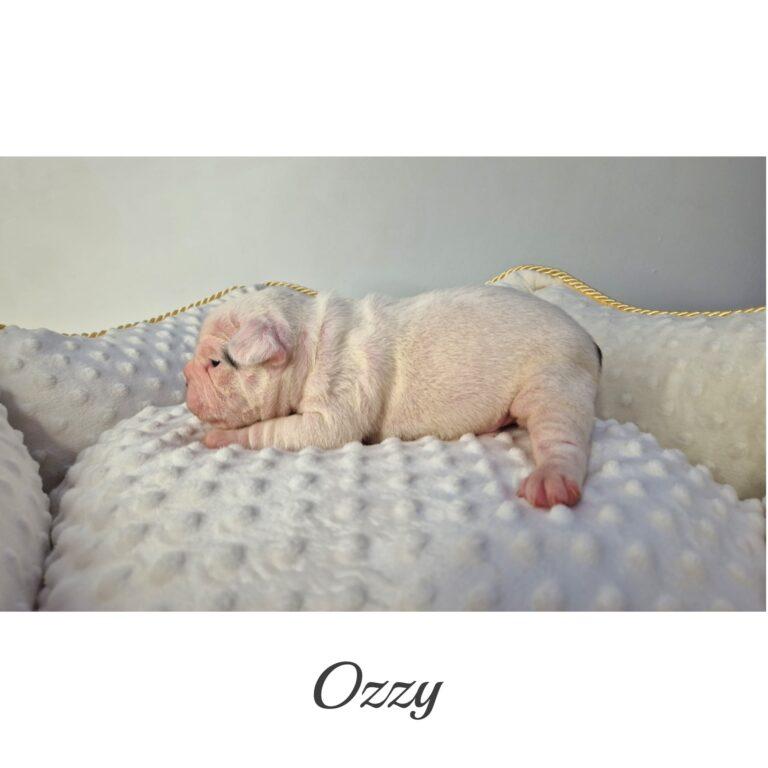 InFrame 1681448355804