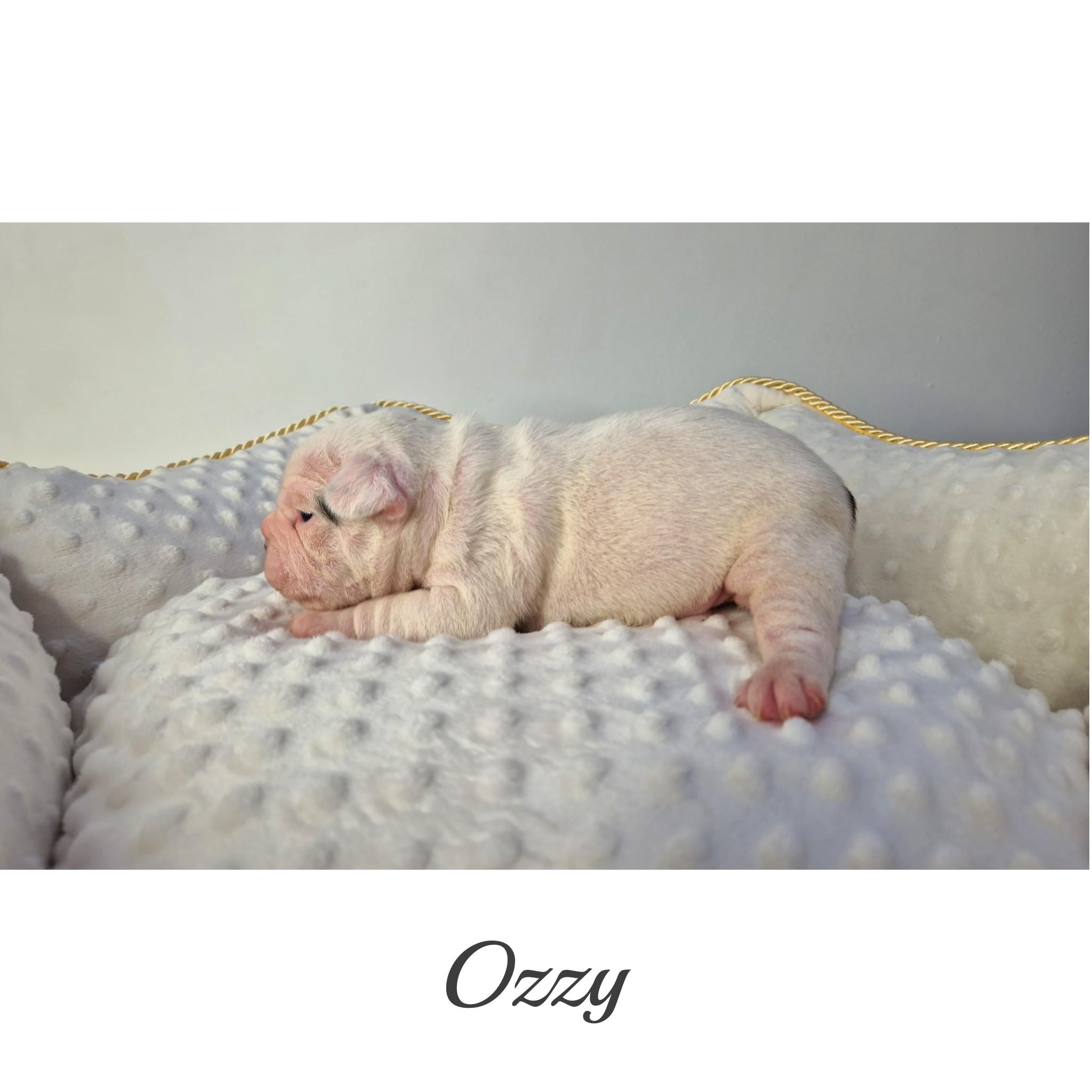 InFrame 1681448355804