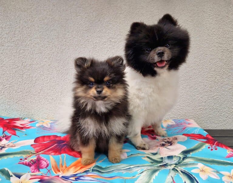 347608615 242533575192681 5925061299339687693 n