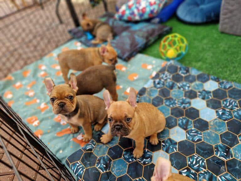 367387179 276664921779546 4207476455157825877 n