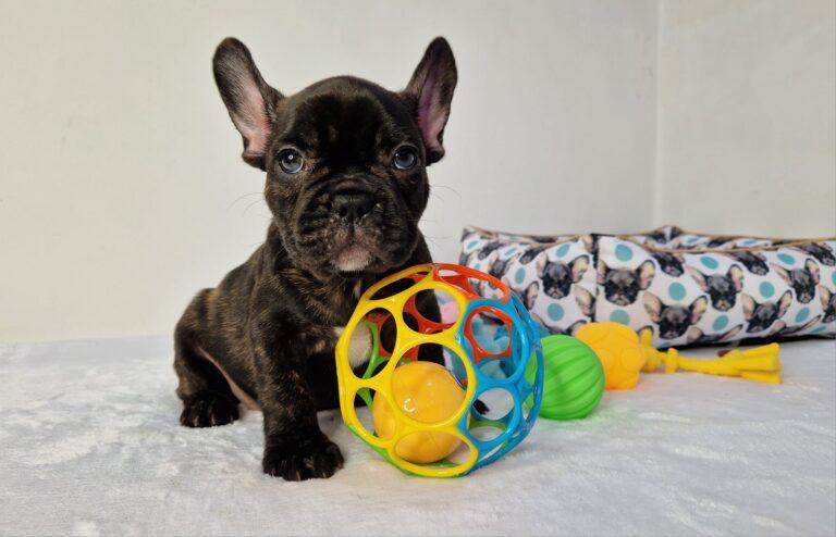 Hodowla Buldog francuski Książęca Zagroda B.F. 5 369606851 283549261091112 4903379061870075530 n