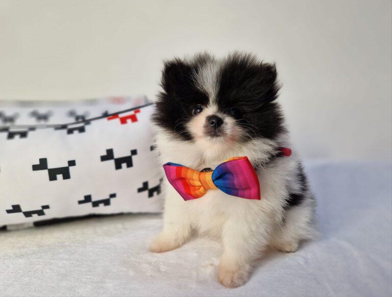 Hodowla Buldog francuski Książęca Zagroda B.F. 6 369652871 281024591343579 8222769483886492381 n