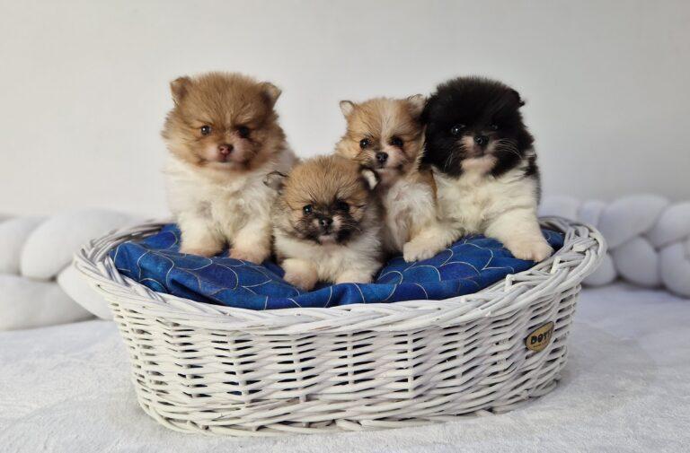 Hodowla Buldog francuski Książęca Zagroda B.F. 4 20230906 112126 scaled