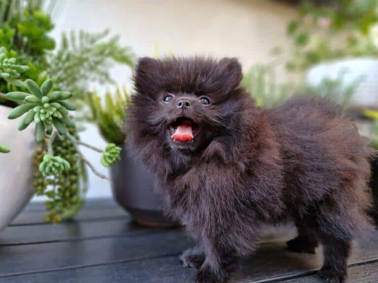 Hodowla Buldog francuski Książęca Zagroda B.F. 3 20230906 152939 scaled