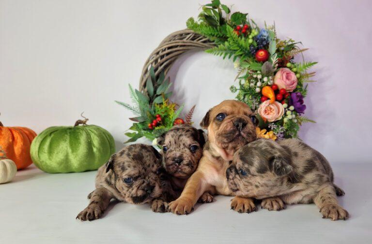 Hodowla Buldog francuski Książęca Zagroda B.F. 2 20230923 130239 013 saved scaled