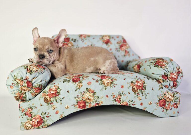 Hodowla Buldog francuski Książęca Zagroda B.F. 6 403716196 332237889555582 435792693608881147 n 1