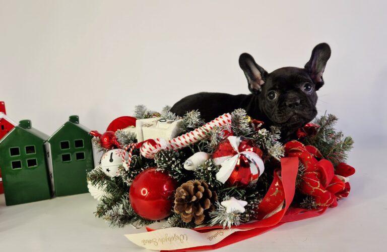 Hodowla Buldog francuski Książęca Zagroda B.F. 4 20231213 140254 021 saved scaled