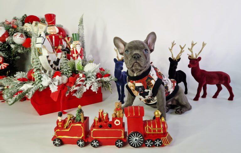 Hodowla Buldog francuski Książęca Zagroda B.F. 3 20231218 083113 064 saved scaled