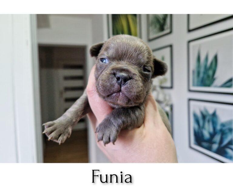 Hodowla Buldog francuski Książęca Zagroda B.F. 2 InFrame 1704714878969