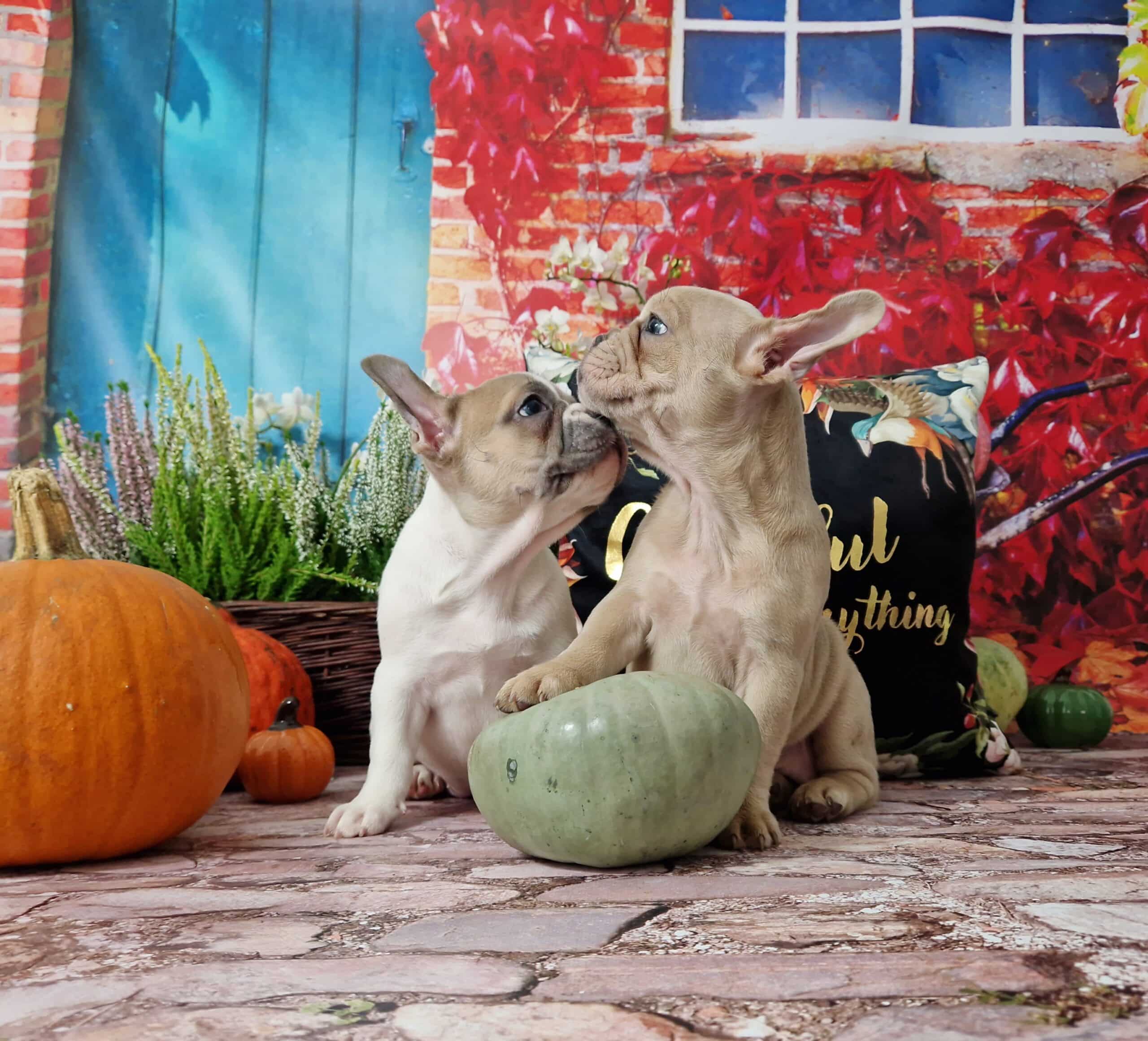 20241007 095558 068 saved scaled