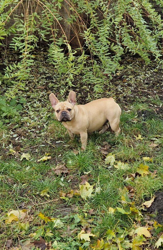 buldog francuski 8