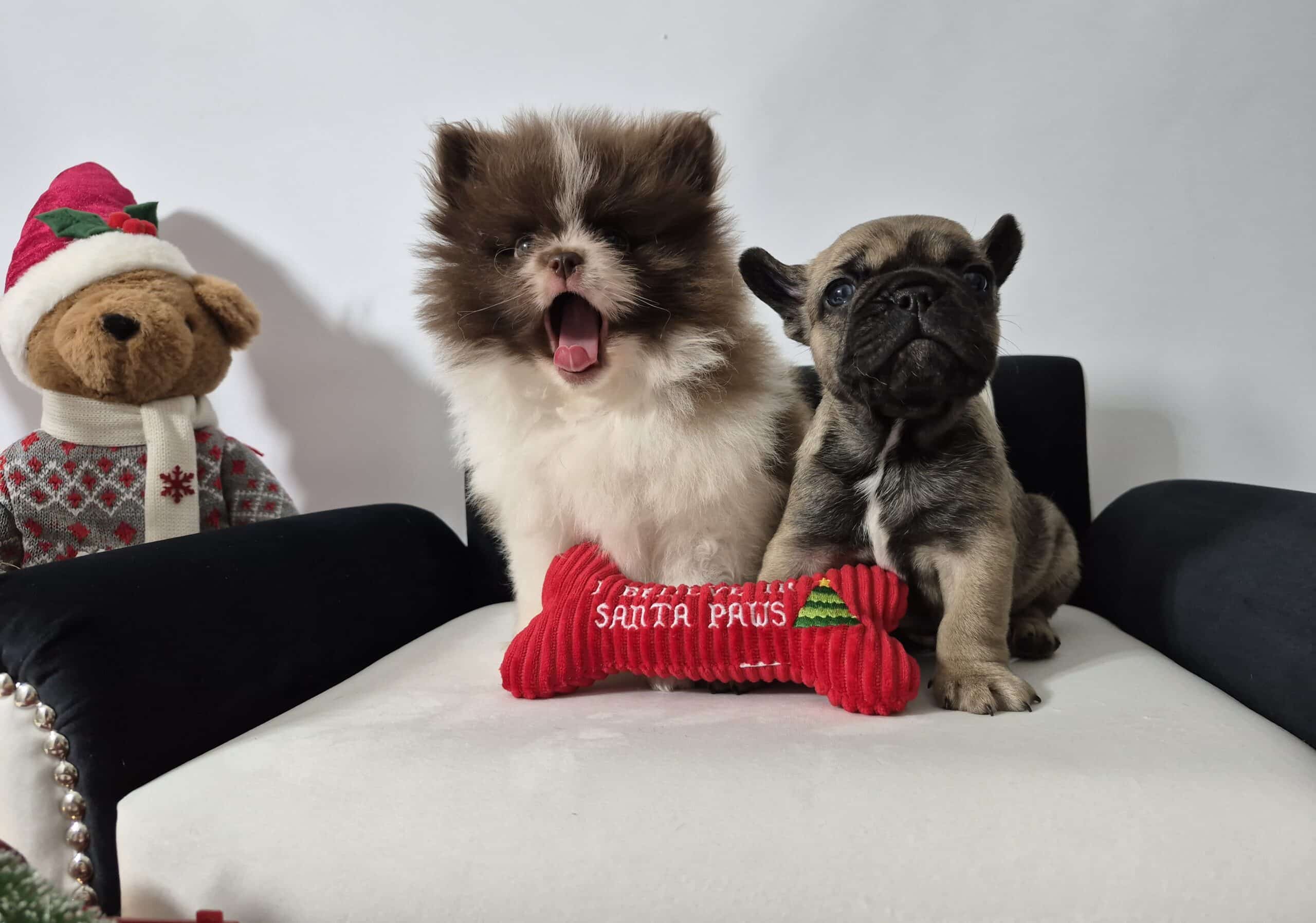 20241211 054940 033 saved 1 scaled