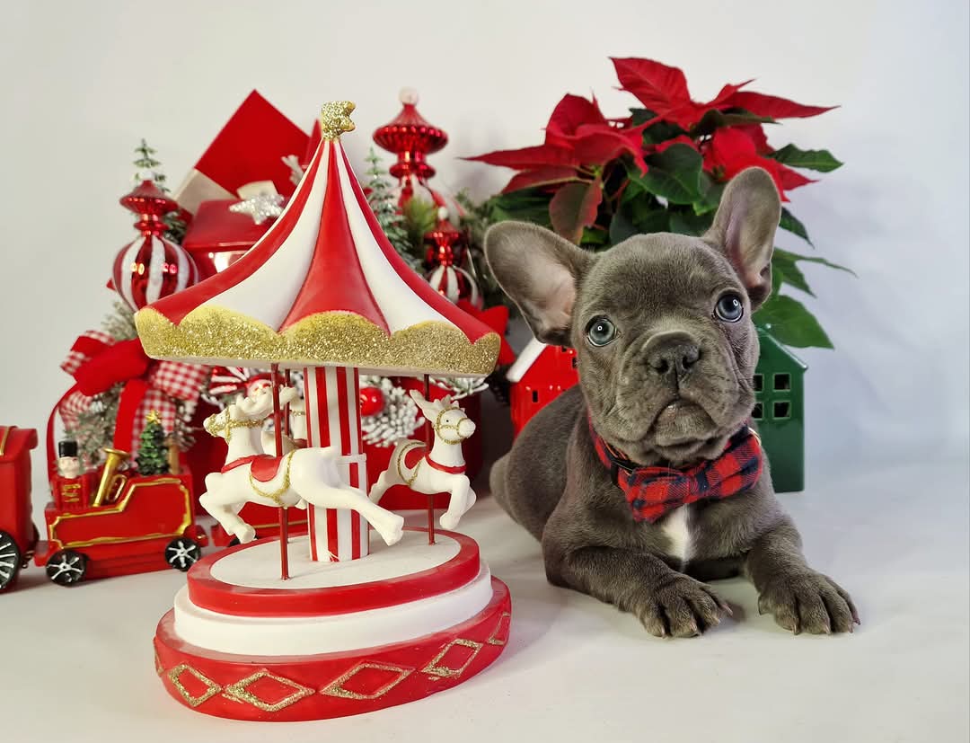 FB IMG 1734149007215