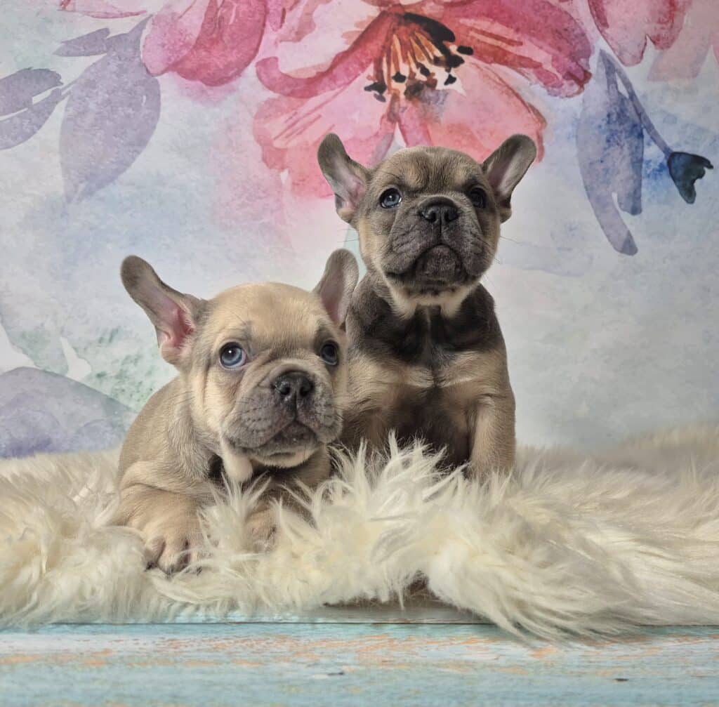 20250116 060941 resized