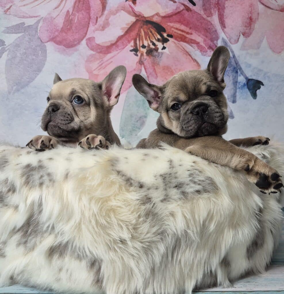 20250116 061958 resized