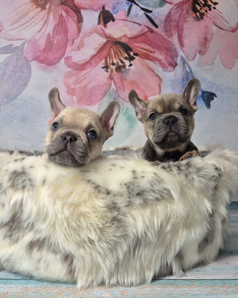 20250116 062124 resized (1)