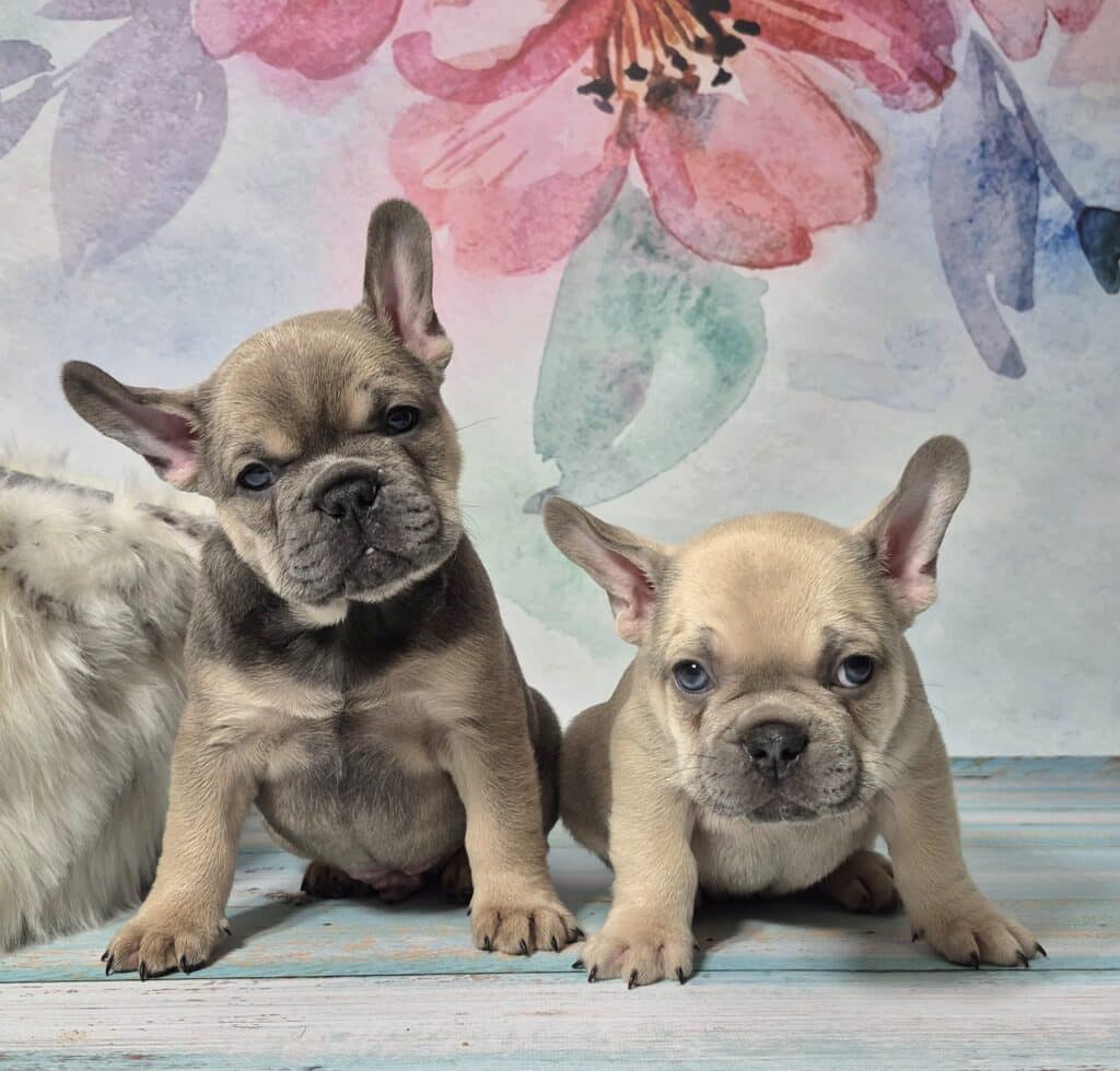 20250116 062501 resized