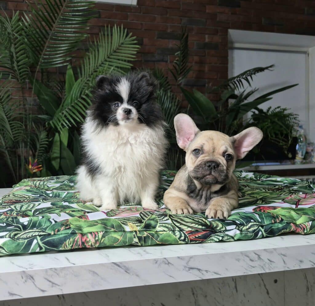 20250207 085302 046 saved resized