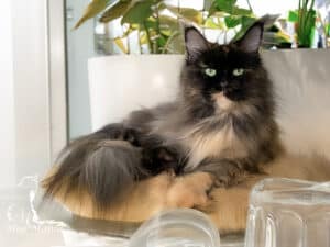 Hodowla Maine Coon Blue Mania PL