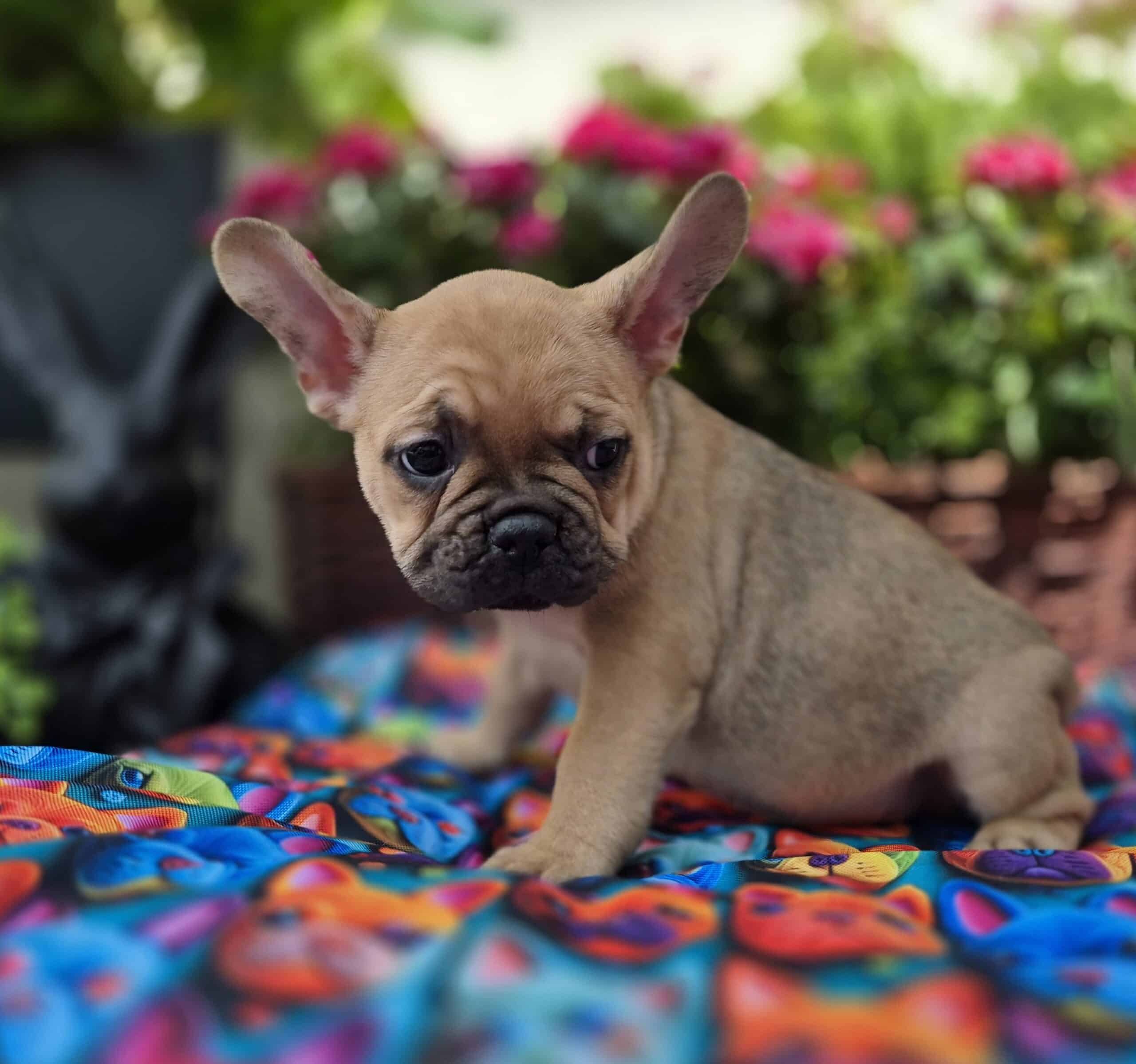 #site_title #image_title