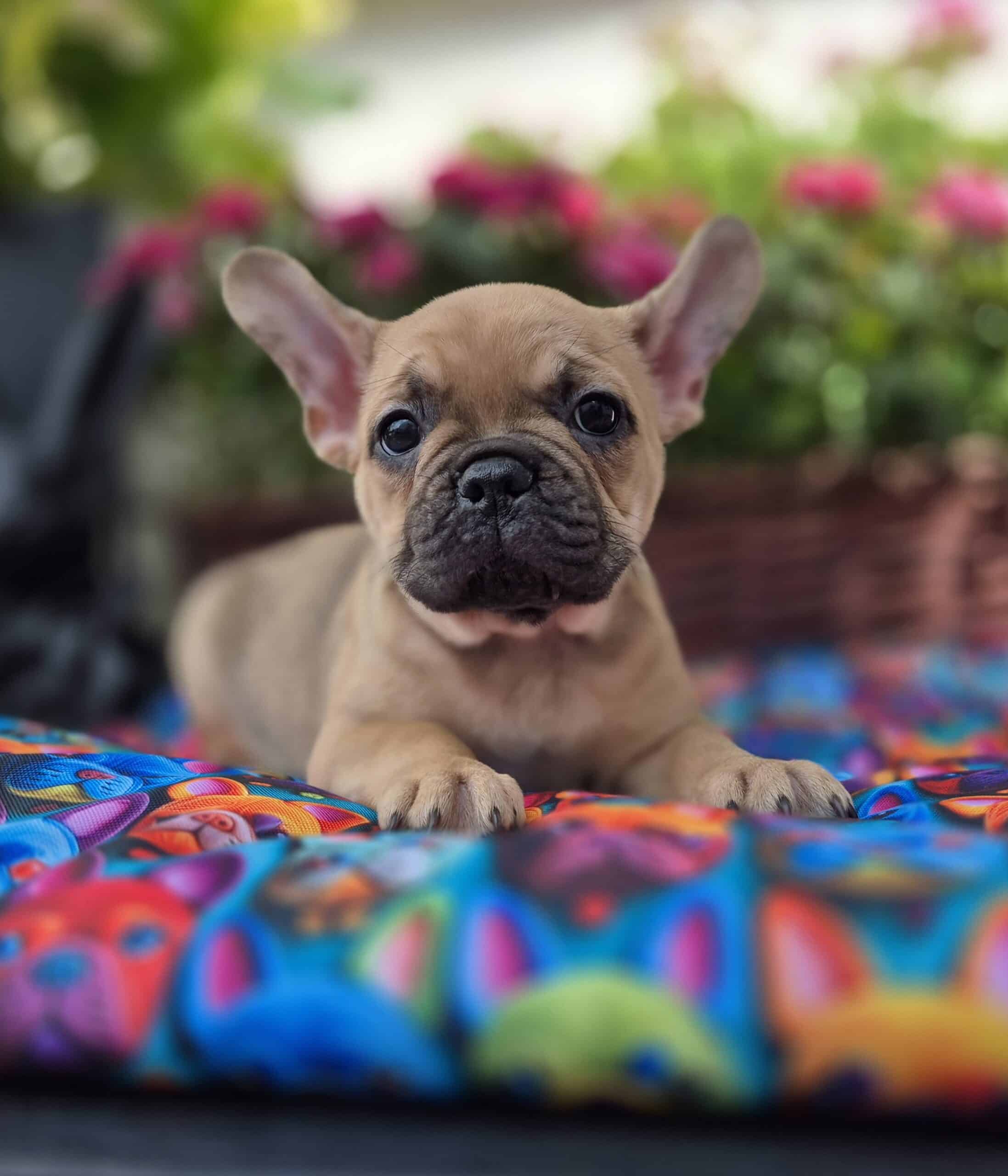 #site_title #image_title