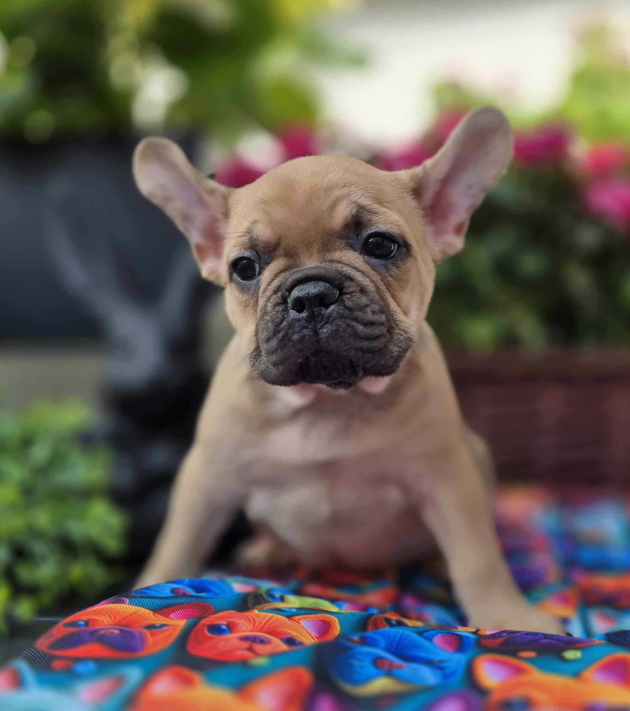 #site_title #image_title