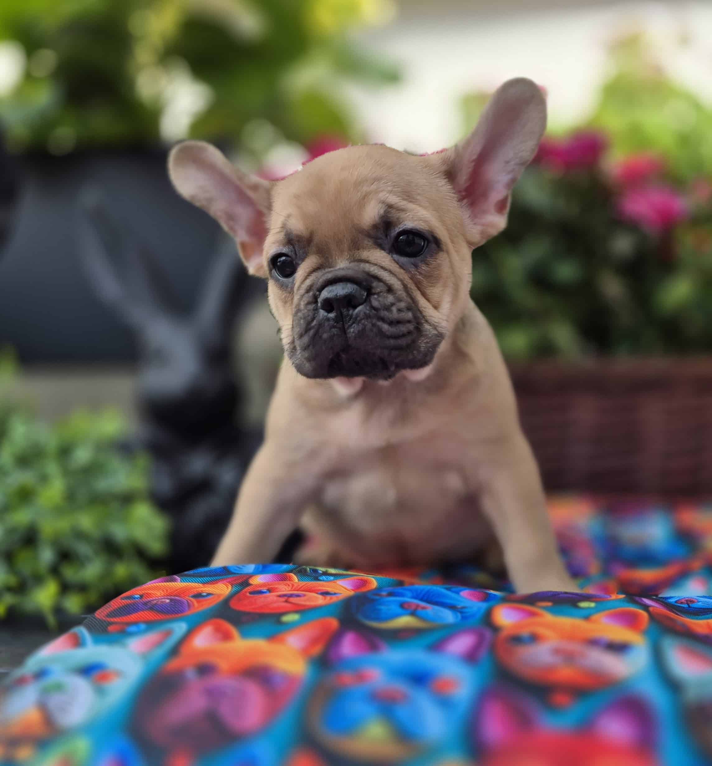 #site_title #image_title