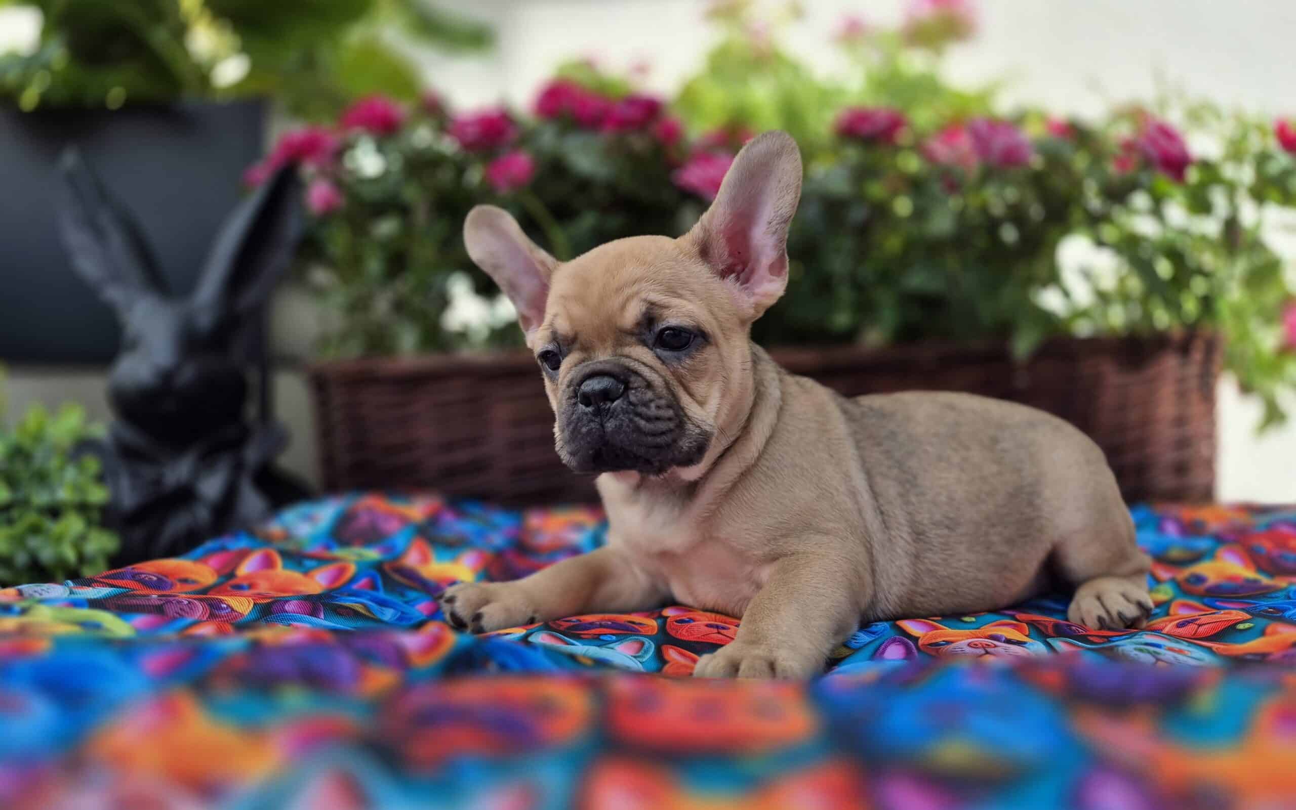 #site_title #image_title