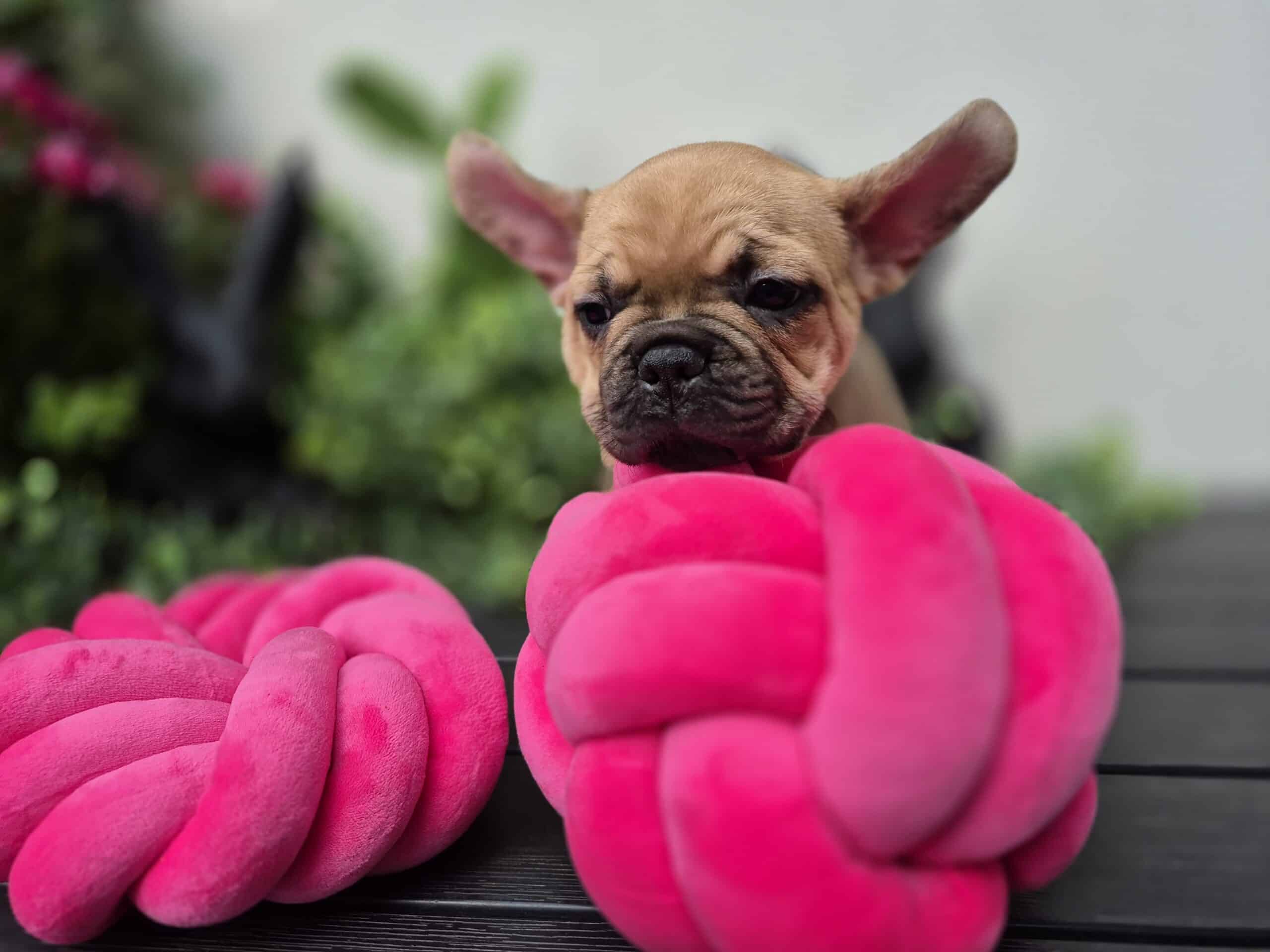 #site_title #image_title