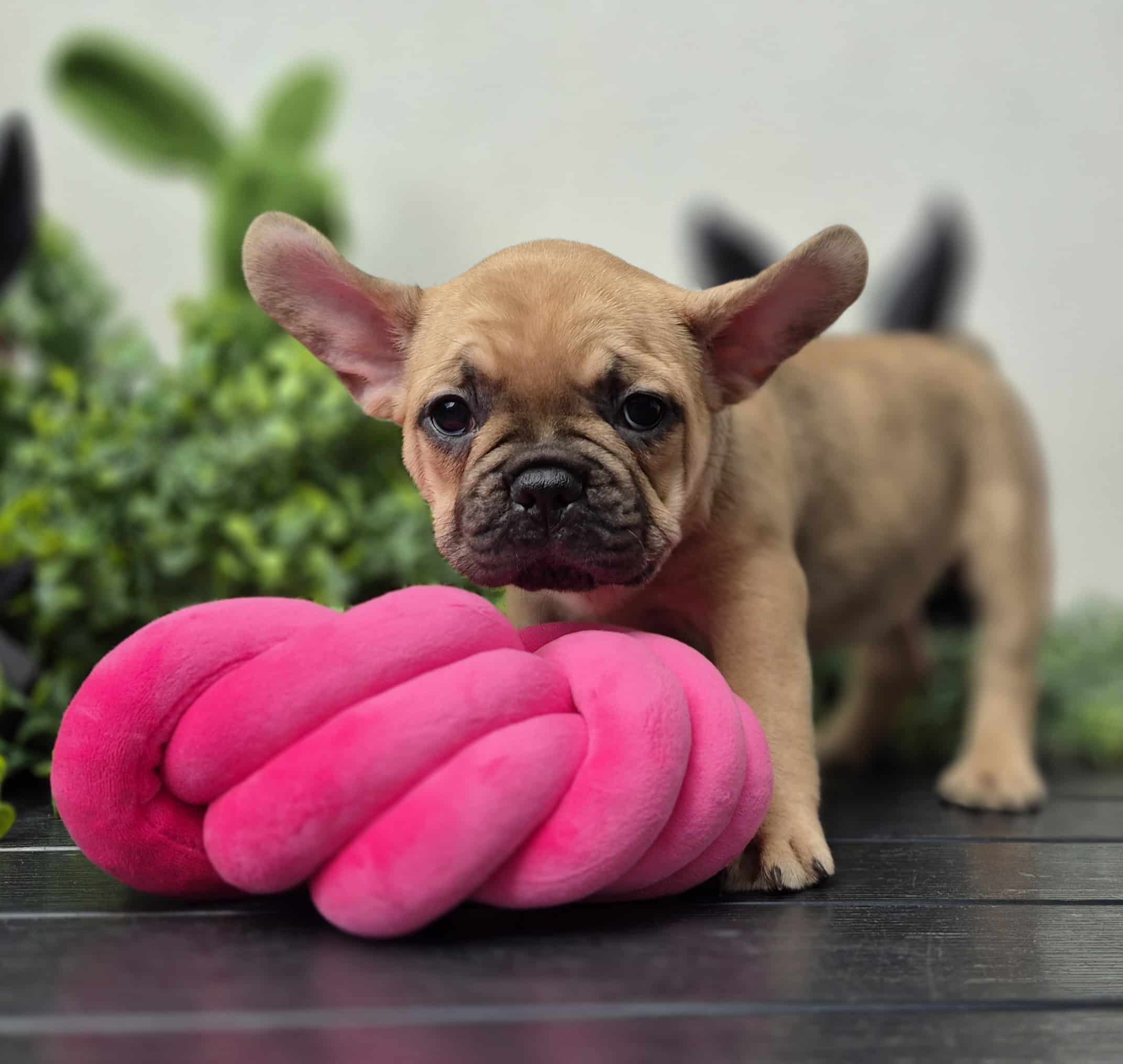 #site_title #image_title