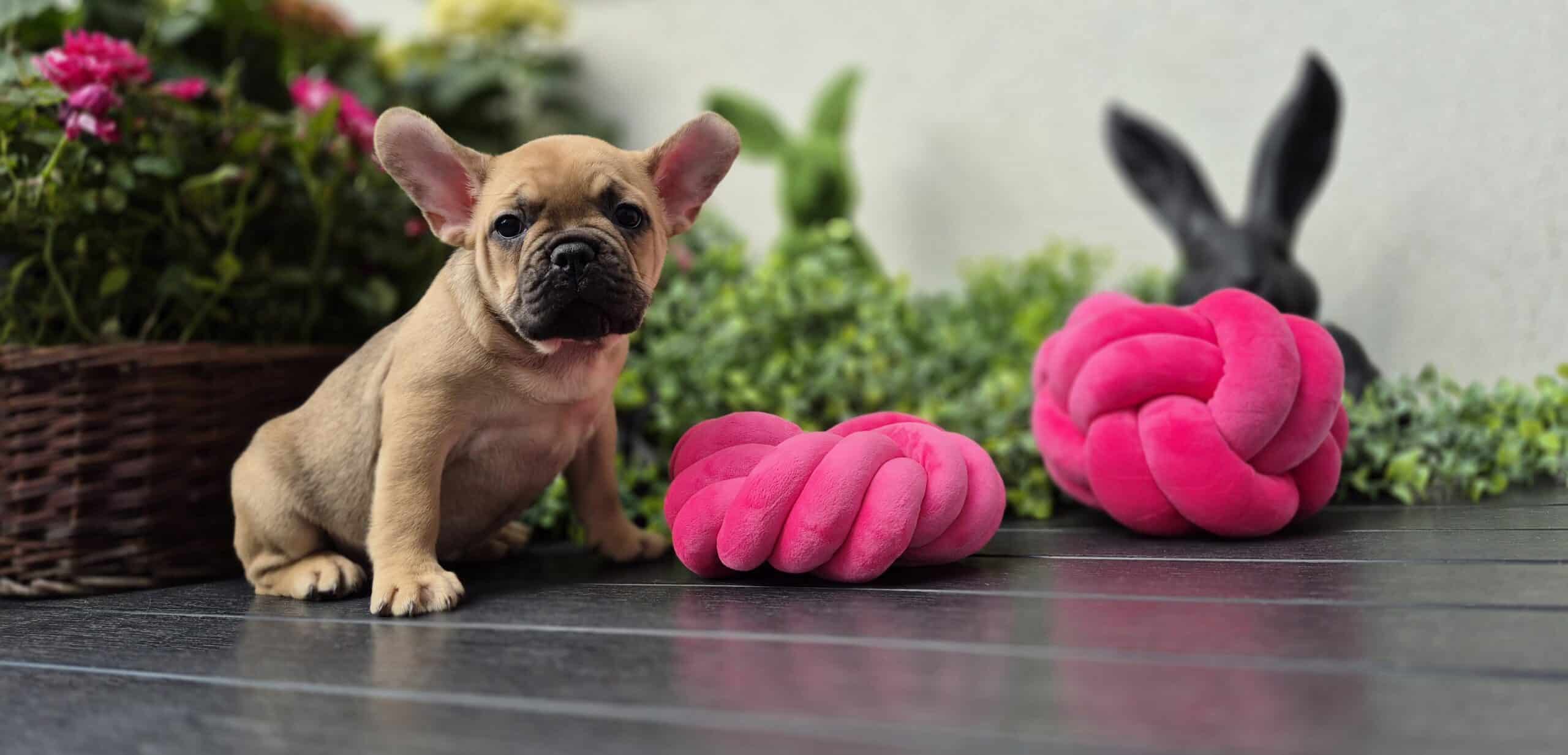 #site_title #image_title