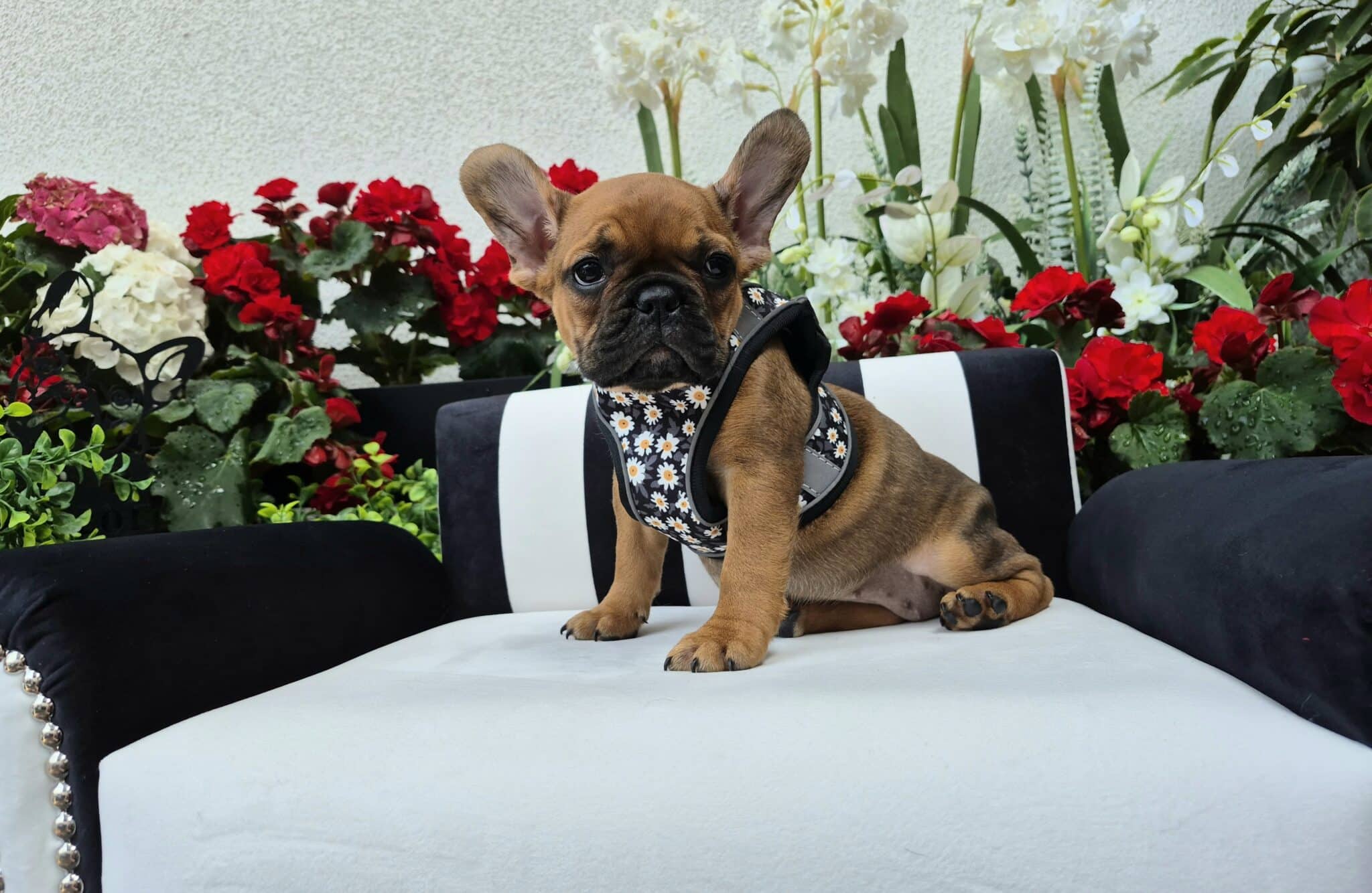 #site_title #image_title