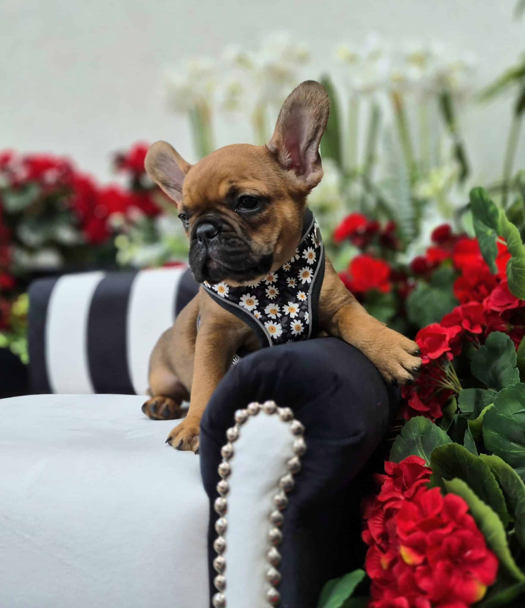 #site_title #image_title