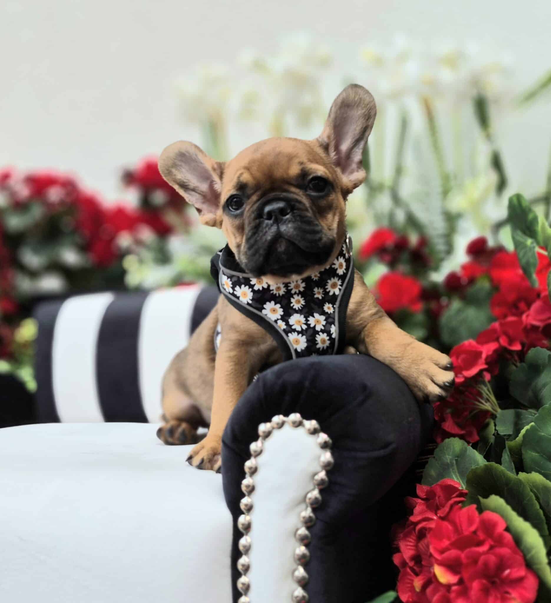 #site_title #image_title