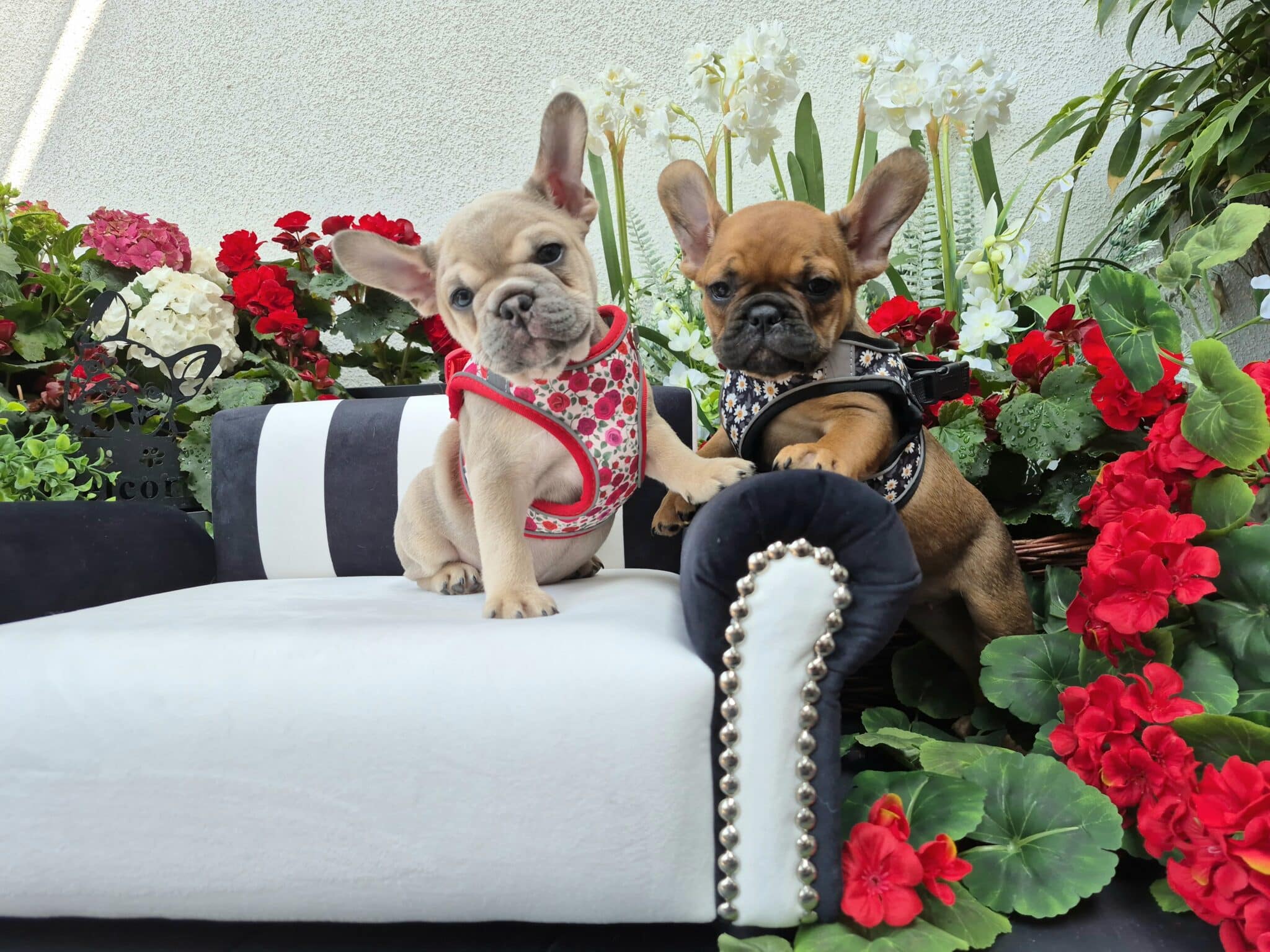 #site_title #image_title