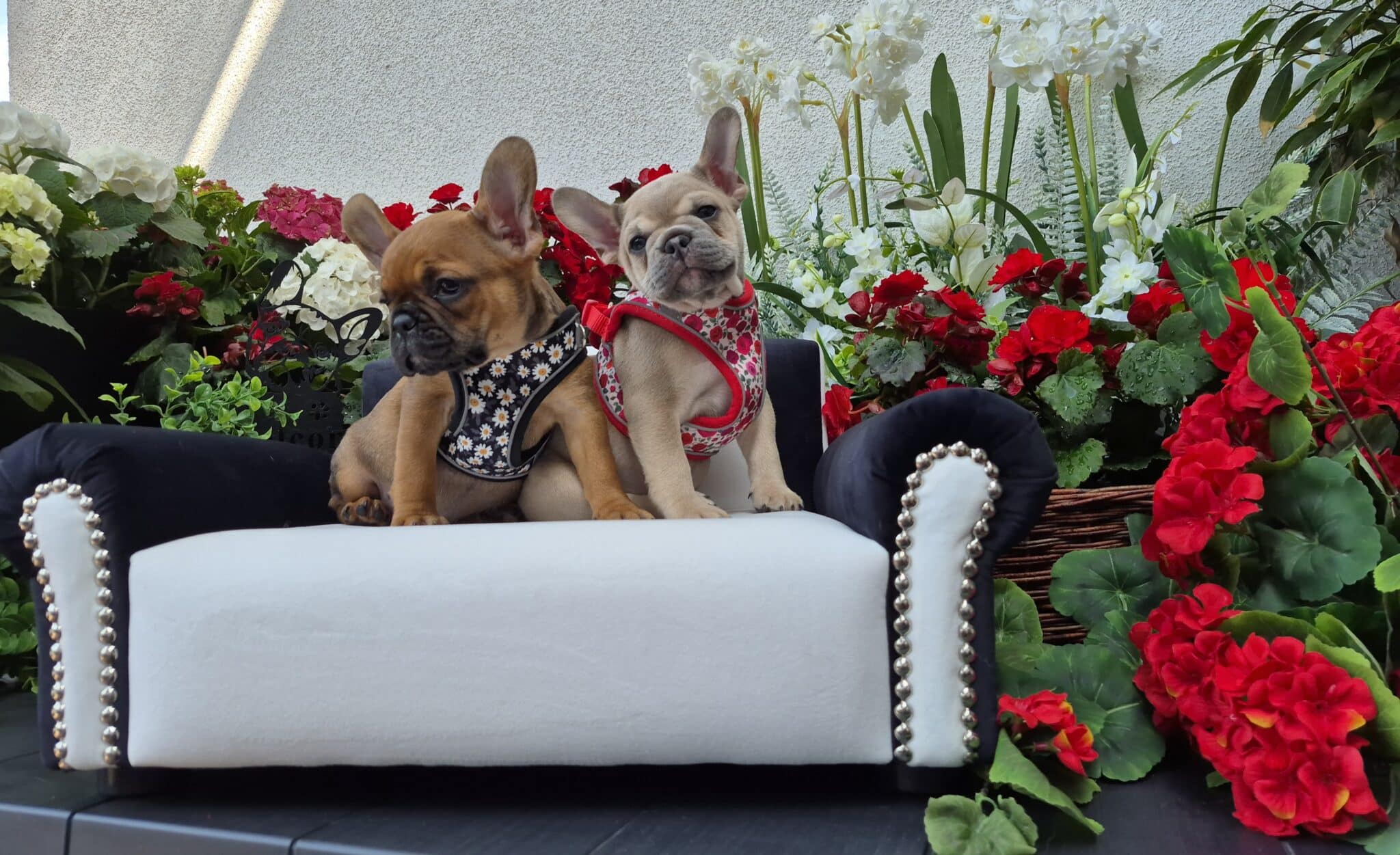 #site_title #image_title