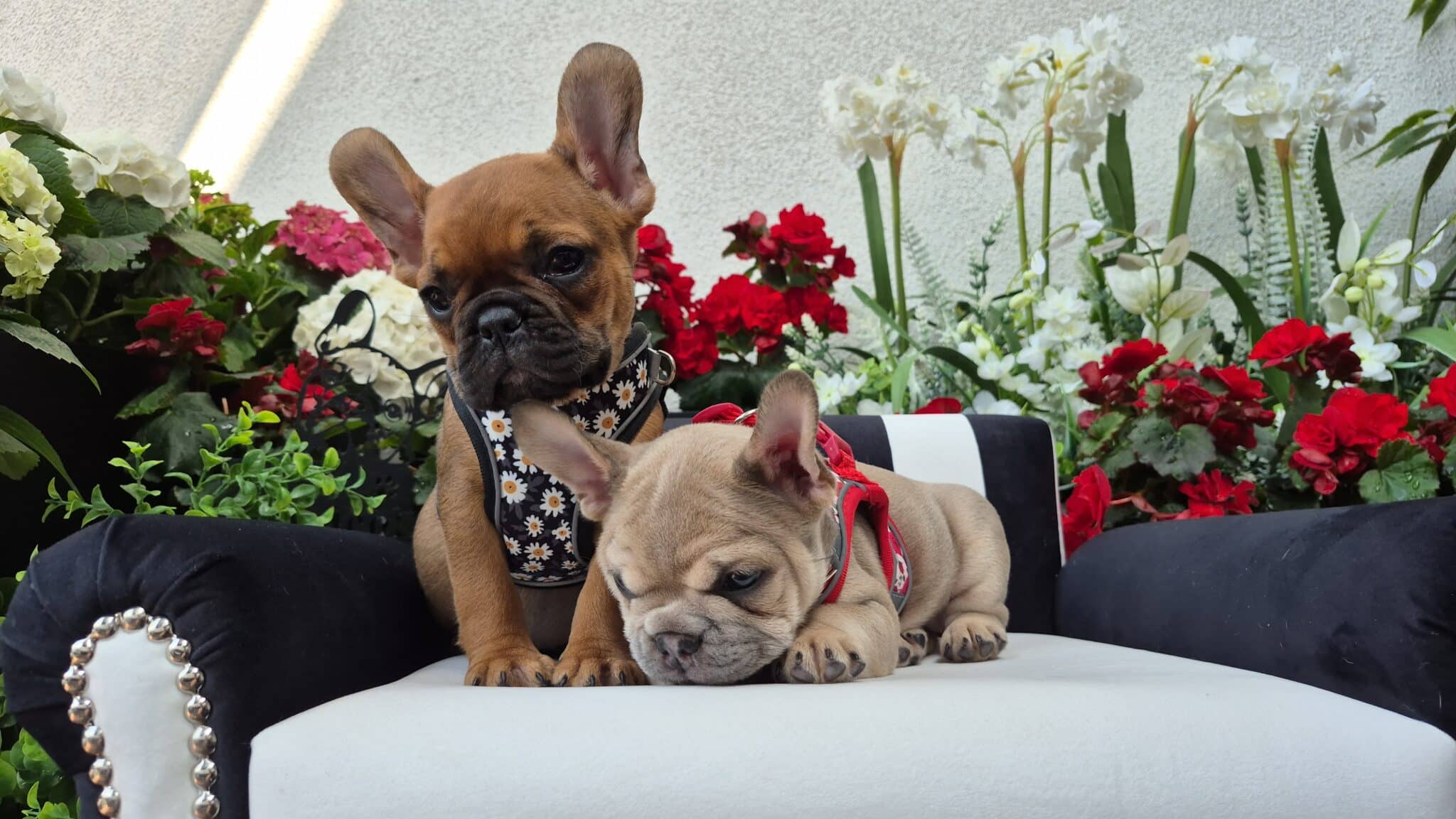 #site_title #image_title