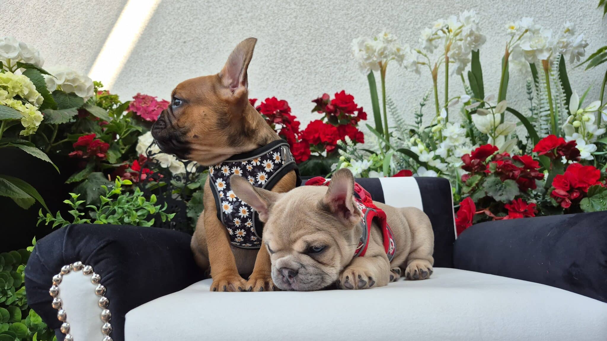 #site_title #image_title