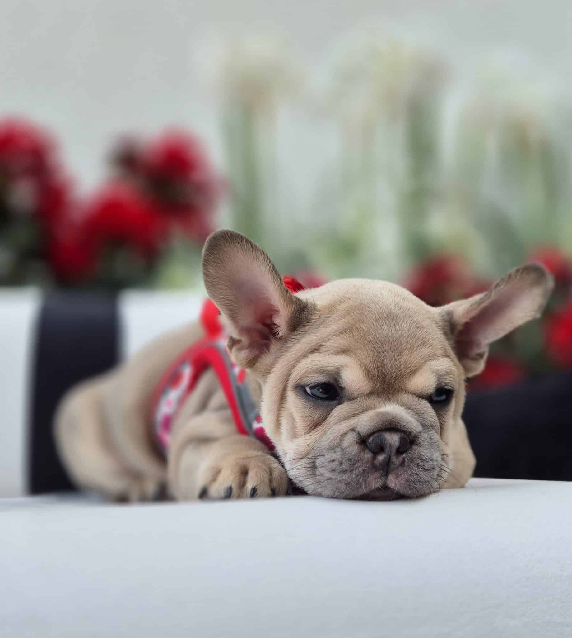 #site_title #image_title